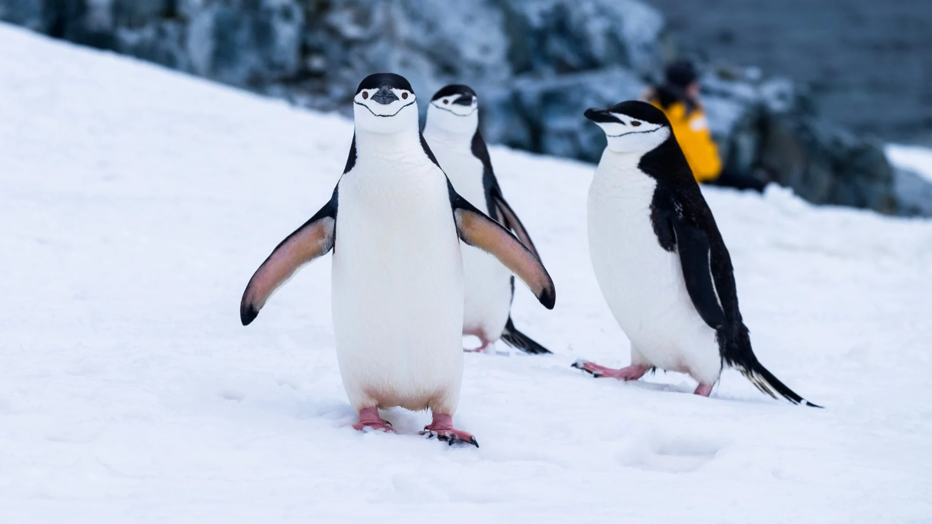 Penguin update 4.0 google